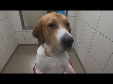 Young-Williams Animal Center no longer taking in pets from California wildfires