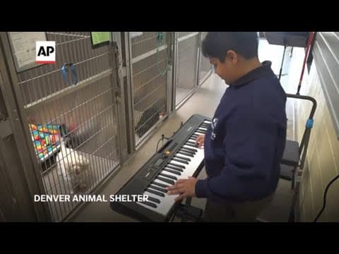 Volunteers play live music to soothe stressed shelter animals