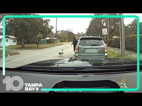 Florida deputy fends off turkeys during a routine traffic stop