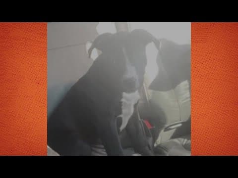DC family reunited with stolen dog | Get Uplifted