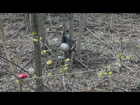 Firefighters, Animal Services rescue goose from tree in North Bethesda