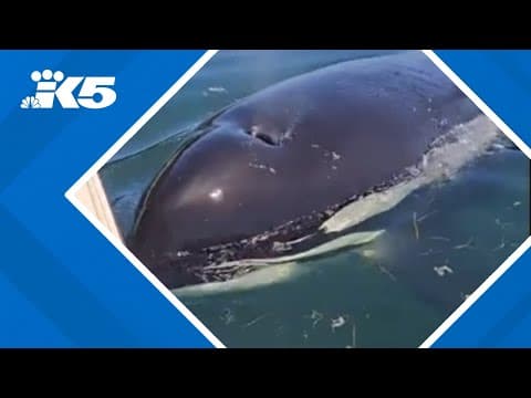 Woman encounters orca in Hood Canal