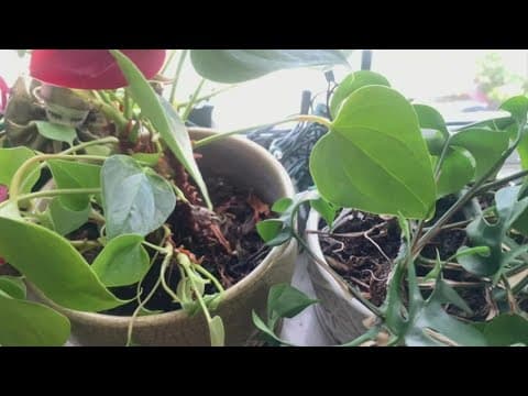 Keeping plants alive indoors during the winter months