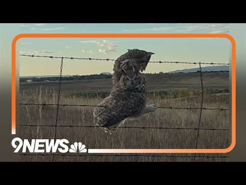 Owl rescued after getting stuck in fence