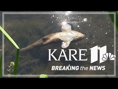 Fish kill in Minnesota river tops 2,500; state confirms deaths 'did not occur naturally'