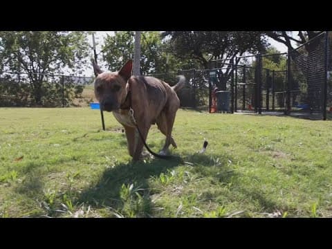 Tailwaggers: Meet Tacoma