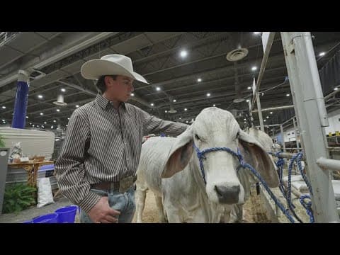 Texas teen cancer survivor gifted dream Brahman heifer at Houston rodeo