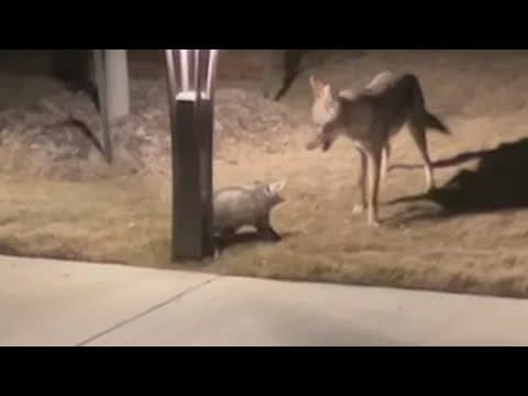 Opossum stands its ground against coyote in wild North Dallas encounter