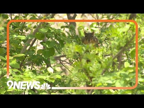 Denver needs your help recording wildlife for worldwide content