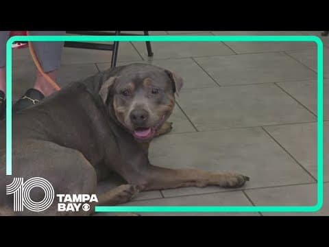 SPCA Tampa Bay hosting annual day of giving