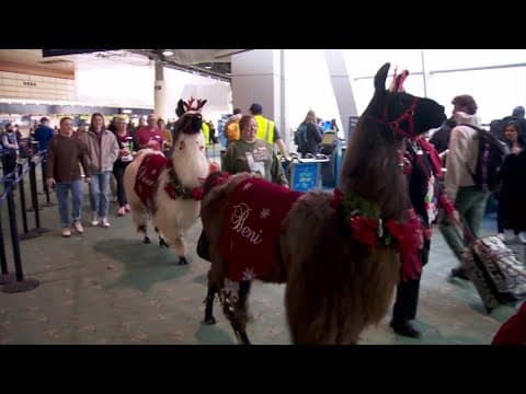 Llamas ease travel stress in Portland