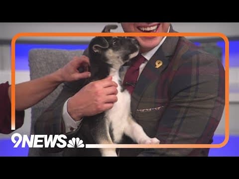 Fumble is taking part in the Puppy Bowl at DIA