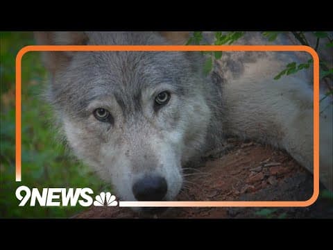 Judge denies request to delay wolf reintroduction