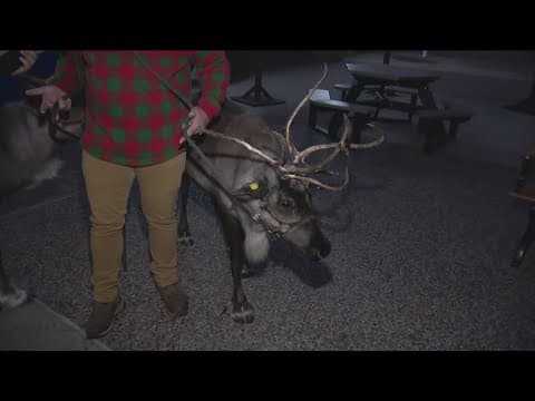 SeaWorld San Diego's Christmas Celebration spreads holiday cheer