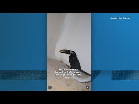 Arlington firefighters rescue toucan behind dishwasher