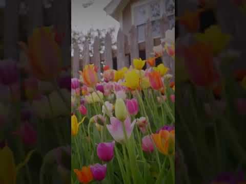 Thousands of tulips in bloom at the #Minneapolis Tulip House! #kare11 #shorts