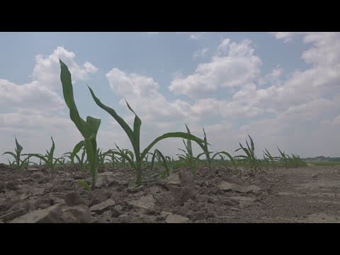 Drought could negatively impact Ohio farms as early as next week