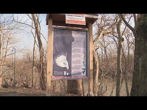 Bird watchers say an eagle is missing from nest in Columbus