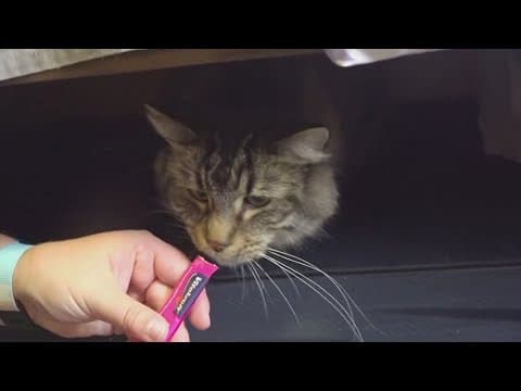 More universities are opening their dorms to pets. Here's why.