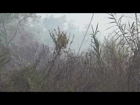 Foul smell in New Orleans metro area again Friday as wildfires continue