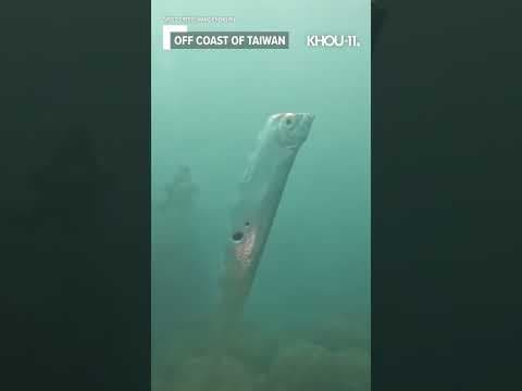 Massive deep sea Oarfish spotted off the coast of Taiwan #shorts