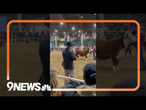 National Hereford Junior Show at 2024 National Western Stock Show in Denver, Colorado #NWSS
