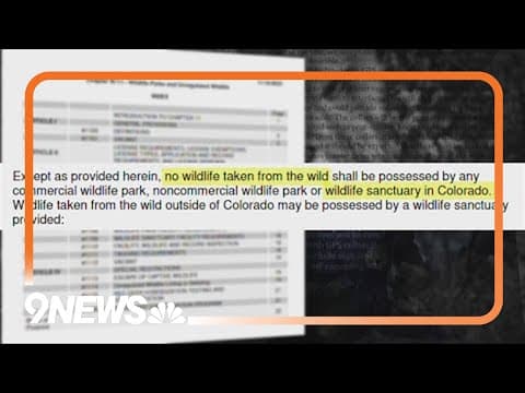 How Colorado Parks and Wildlife could be trying to capture wolves