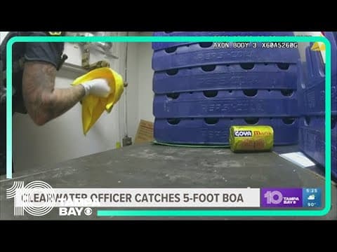 Clearwater officer catches 5-foot boa constrictor