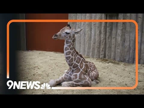 Baby giraffe born at Denver Zoo