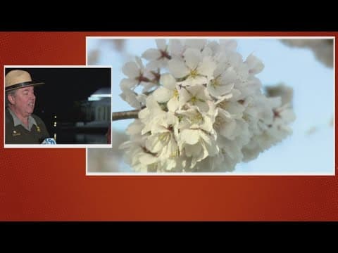 Bloom watch 2025: National Park Service makes official peak bloom announcement Thursday