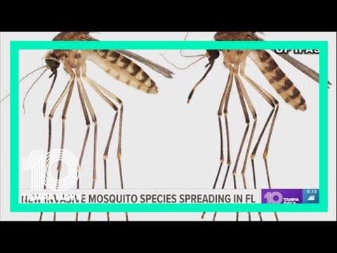 New invasive mosquito species spreading in Florida
