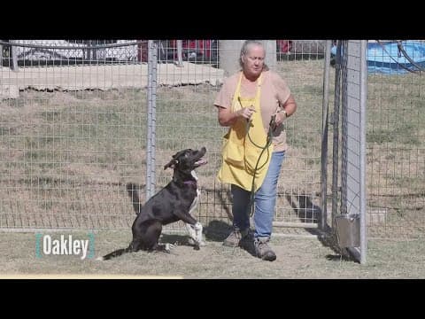 Tailwaggers: Meet Oakley