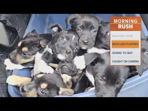 8 puppies rescued from a trash can in a public park