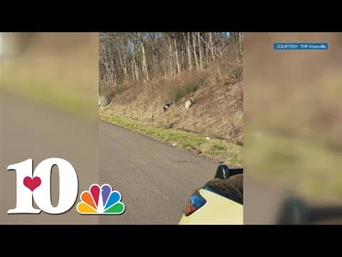 THP trooper guides family of goats