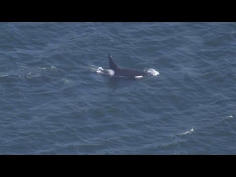Watch: Orcas spotted in Elliott Bay near Seattle