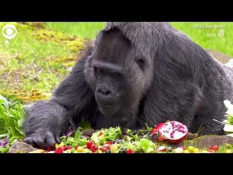 Oldest gorilla in the world celebrates 66th birthday at zoo in Germany