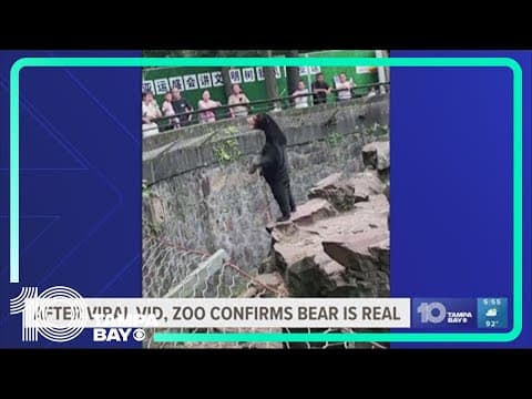 Our bears are real, a Chinese zoo says, denying they are 'humans in disguise'