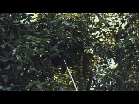 Avocados from Mexico promote the fruit as a championship brand