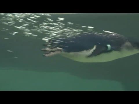 Sneak Peek of the new Little Blue Penguins habitat at Birch Aquarium