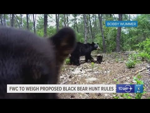 FWC commissioners weigh proposed rules for black bear hunt