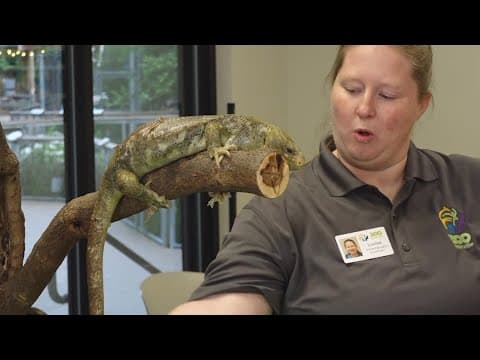 Cool Camps: Madalyn the skink educating Knoxville kids for 30+ years