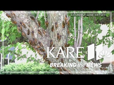 Rare cicada double hatch coming