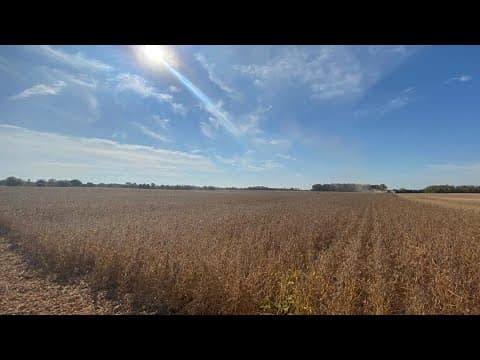 Farmers battle dry crops as peak harvest season approaches