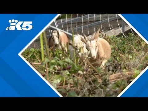 Tacoma's Stadium High School brings in goats to tackle overgrown vegetation