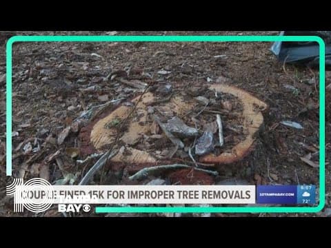 Safety Harbor couple fined $15k for improper tree removal