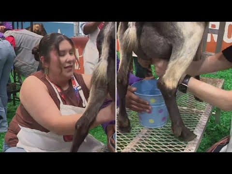 KHOU 11's Julissa Garza and Anayeli Ruiz competed in the RodeoHouston goat-milking contest