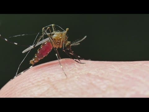 World Mosquito Day | How to protect yourself