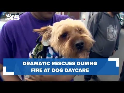 Dramatic rescues during fire at dog daycare