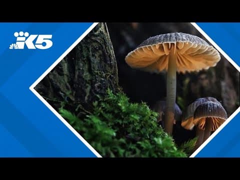 Wild Mushroom Show coming to Shoreline