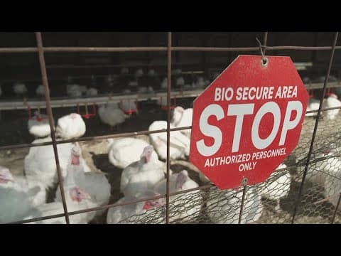 More than four dozen bird flu infections in U.S. people, officials say